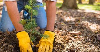 NortonLifeLock Launches 2021 Environmental, Social, and Governance ESG Report -Hand with yellow gloves planting tree